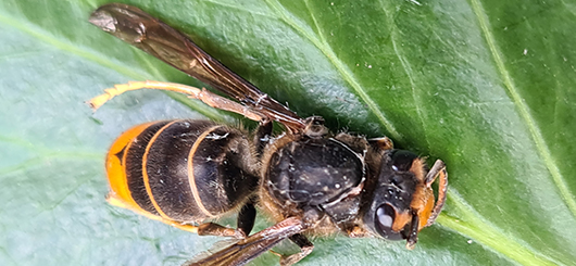 Yellow-legged hornet