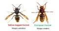 Asian hornet vs European hornet, differences