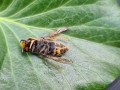 dead Azian hornet