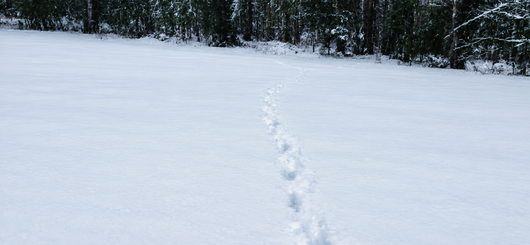 Tracks in the snow